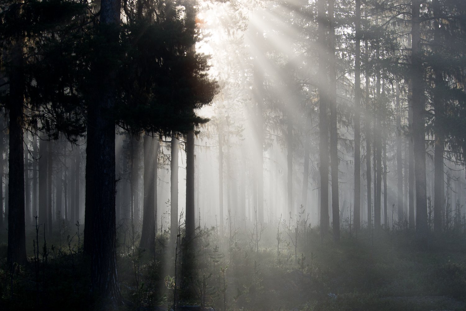 Abraure Camping (Lövudden, Moskosel)